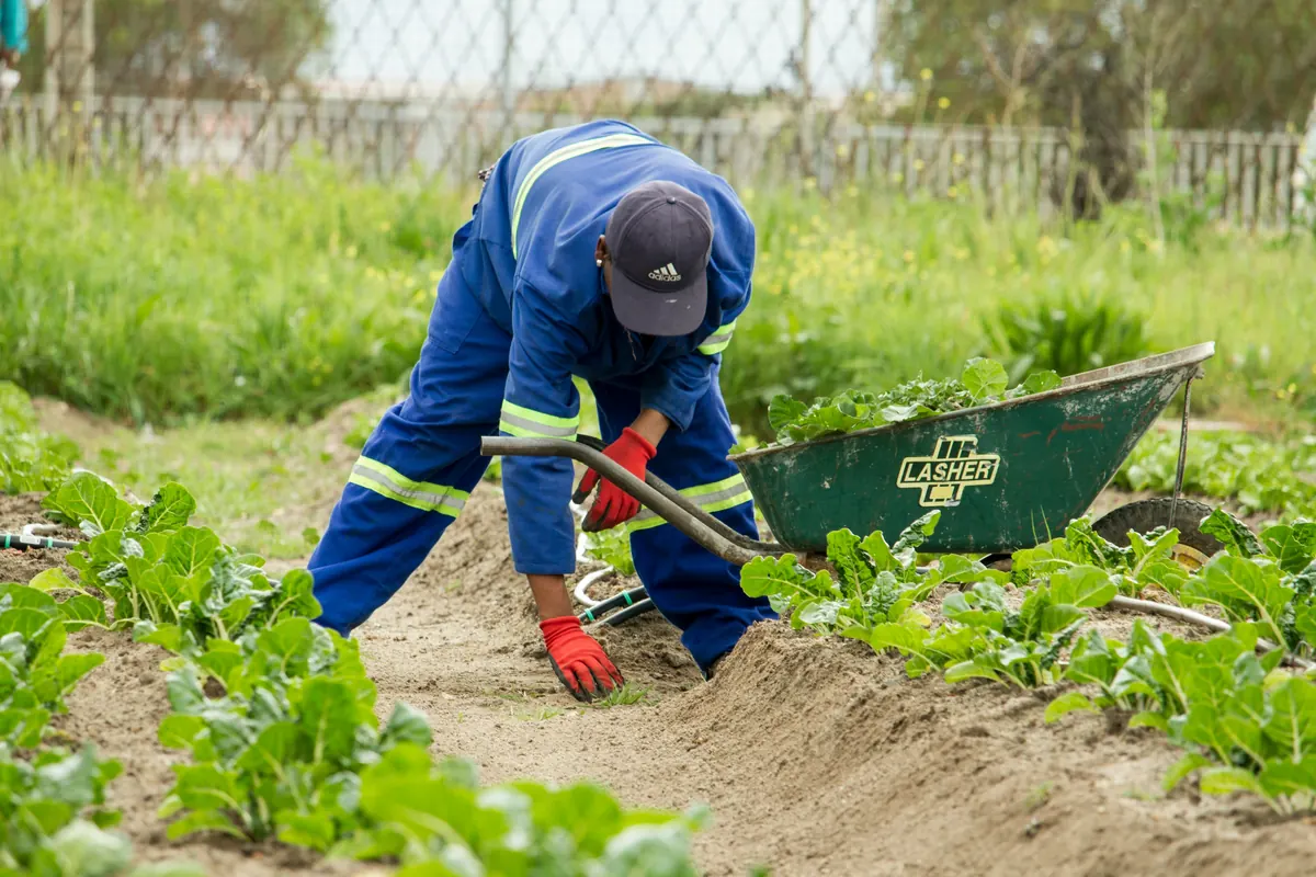 A farm worker in blue overalls and red gloves tending vegetable rows beside a wheelbarrow
